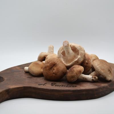 SHIITAKE-PILZE