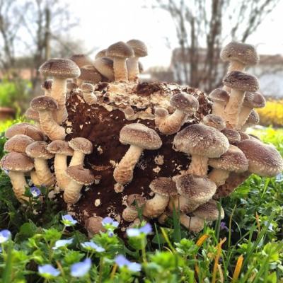 FUNGHI SHIITAKE e PLEUROTUS