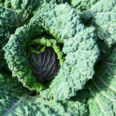 Kohl und Wirsing