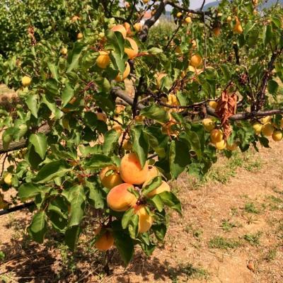 APRICOTS