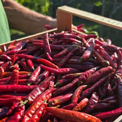 Piment de Cayenne