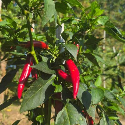 Piment de Cayenne