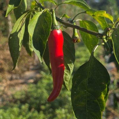 Piment de Cayenne