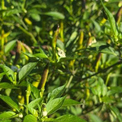 Piment de Cayenne